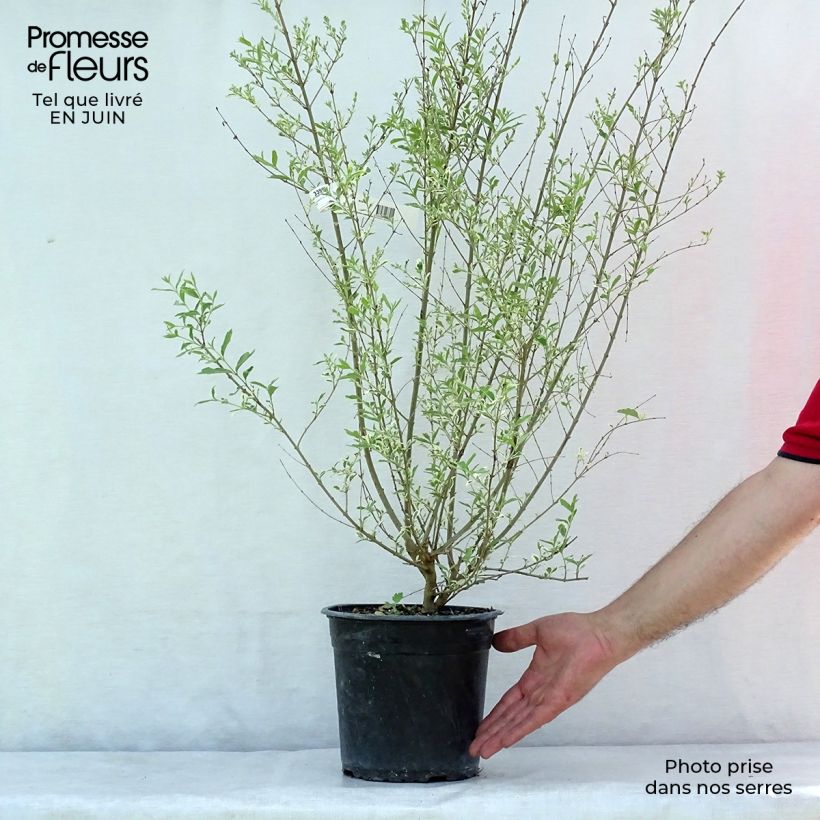 Ligustrum ibota Musli - Privet
