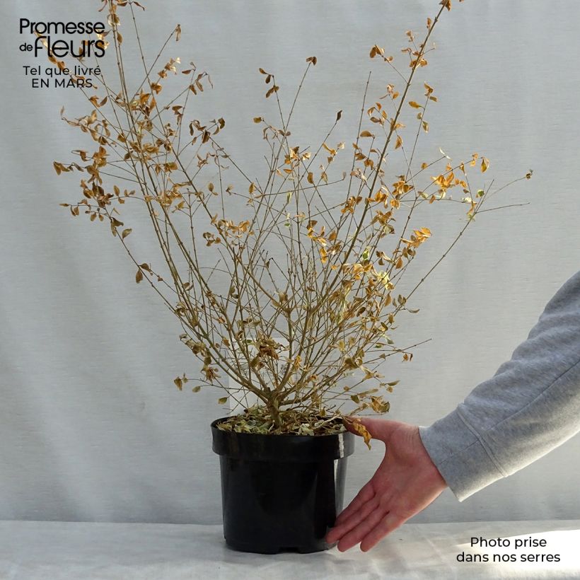 Ligustrum ibota Musli - Privet 3L/4L pot sample as delivered in spring