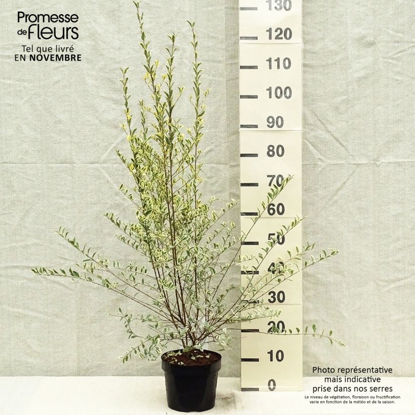 Ligustrum ibota Musli - Privet 3L/4L pot sample as delivered in autumn