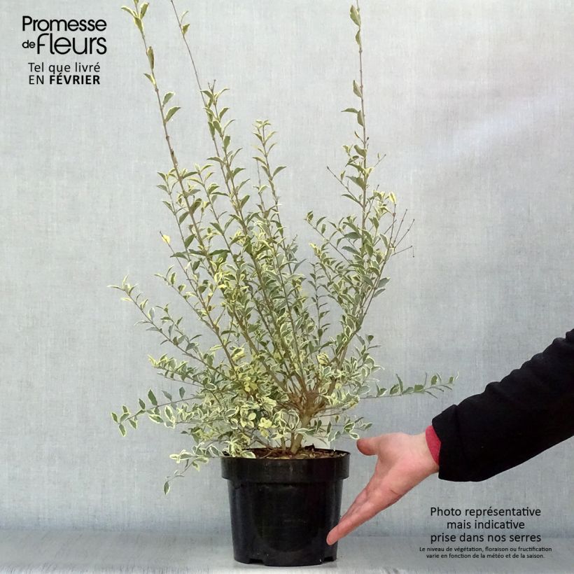 Ligustrum ibota Musli - Privet 3L/4L pot sample as delivered in winter