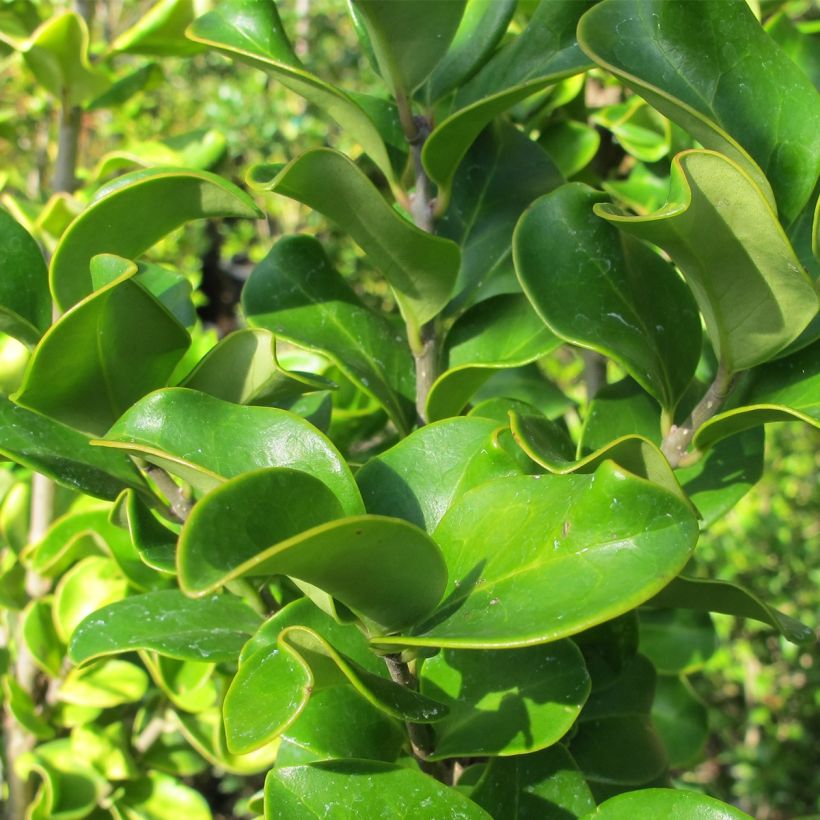 Ligustrum japonicum Coriaceum - Japanese Privet (Foliage)