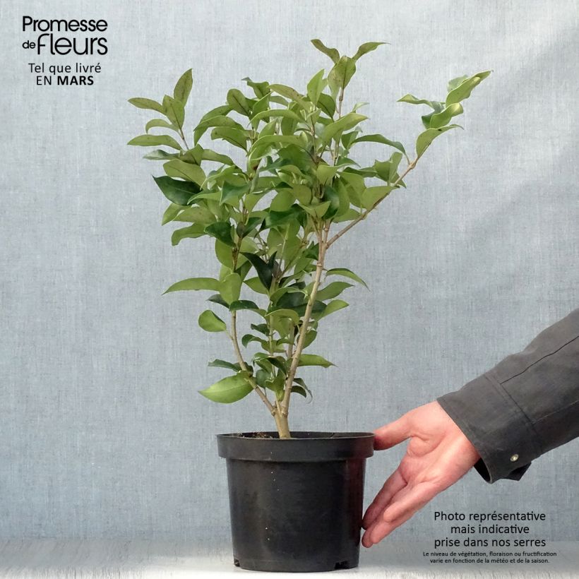 Ligustrum japonicum Green Century - Japanese Privet 2L/3L pot sample as delivered in spring