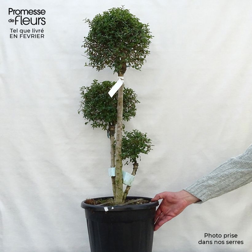 Ligustrum jonandrum - Yunnan Privet 7.5L/10L pot sample as delivered in winter