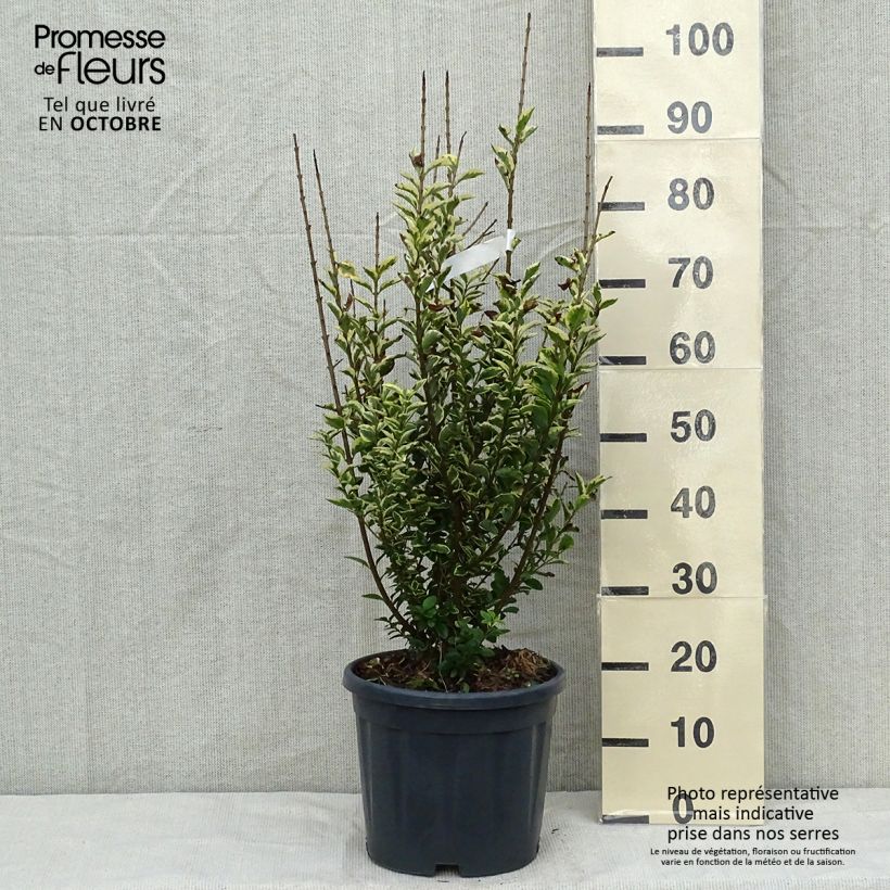 Golden Privet - Ligustrum ovalifolium Aureum 7.5L/10L pot sample as delivered in autumn