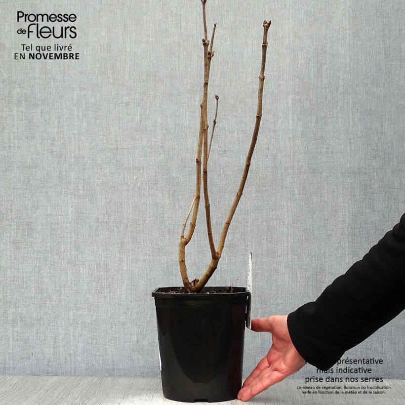 Syringa vulgaris Sensation - Common Lilac 3L/4L pot sample as delivered in autumn