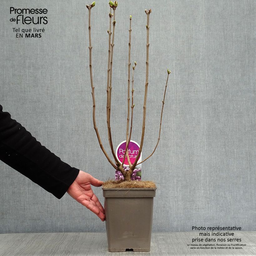 Syringa vulgaris Sensation - Common Lilac 3L/4L pot sample as delivered in winter