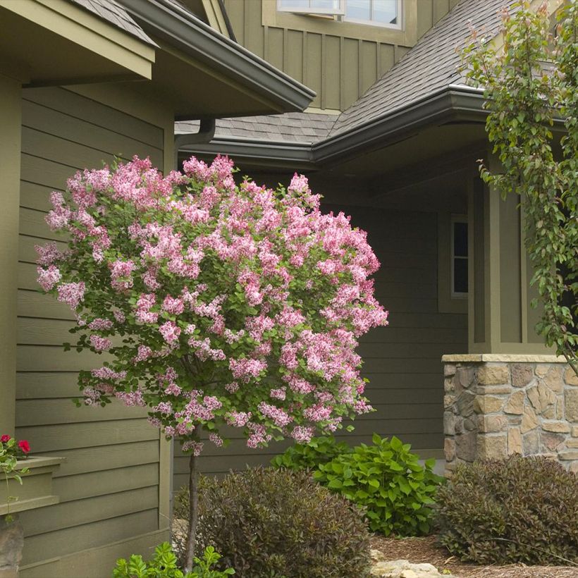 Syringa meyeri microphylla Tinkerbelle - Lilac (Plant habit)