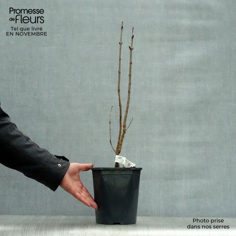 Syringa vulgaris Belle de Moscou - Common Lilac 4L/5L pot sample as delivered in autumn