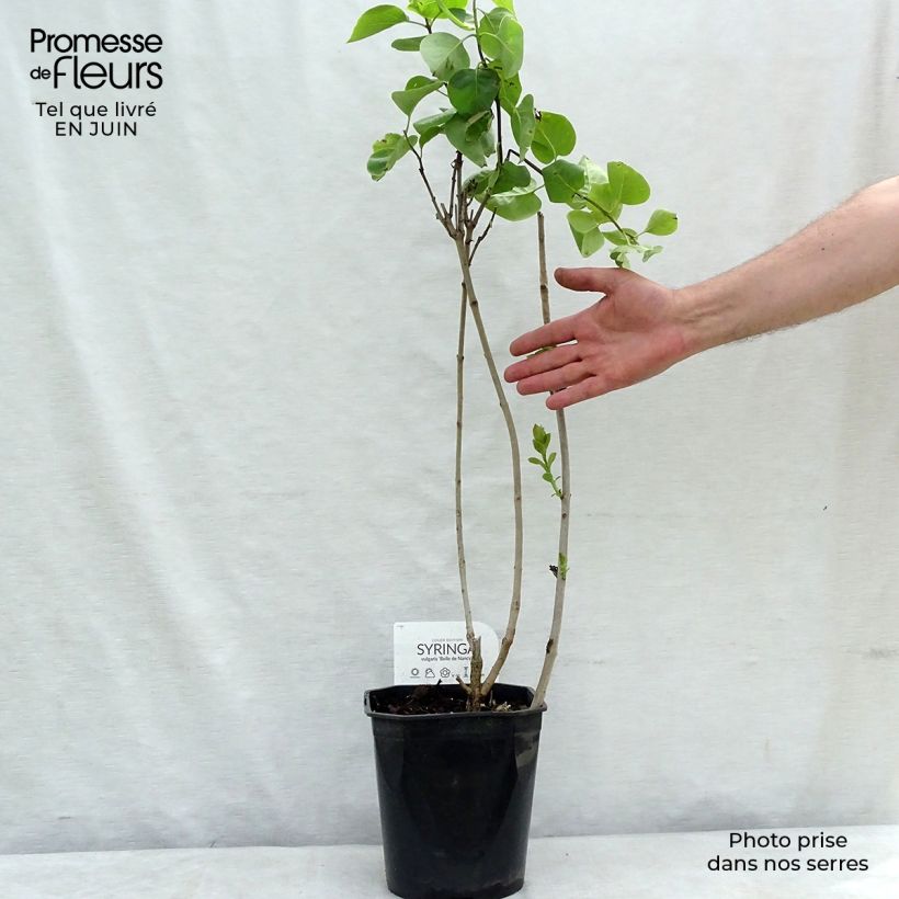Syringa vulgaris Belle de Nancy - Common Lilac 3L/4L pot sample as delivered in summer