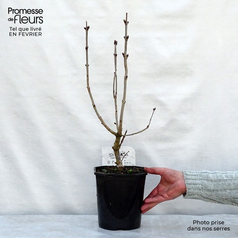 Syringa vulgaris Belle de Nancy - Common Lilac 3L/4L pot sample as delivered in winter