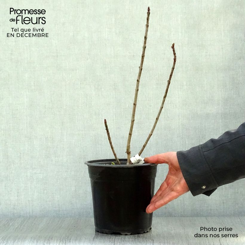 Syringa vulgaris Charles Joly - Common Lilac 2L/3L pot sample as delivered in winter