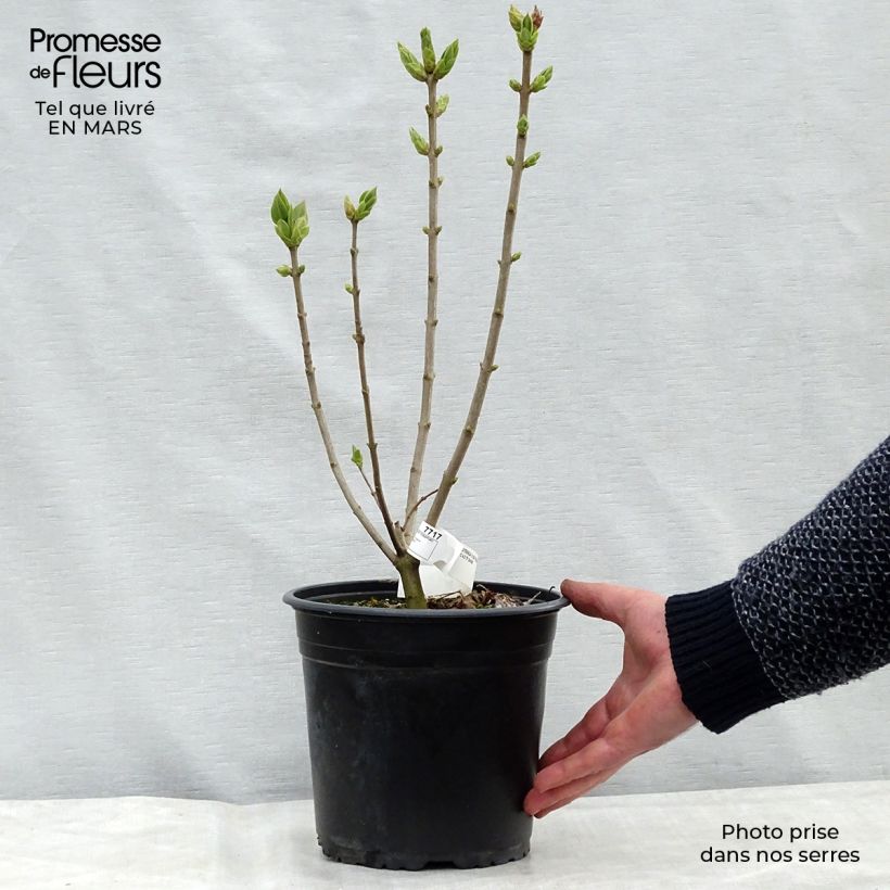 Syringa vulgaris Katherine Havemeyer - Common Lilac 3L/4L pot sample as delivered in winter