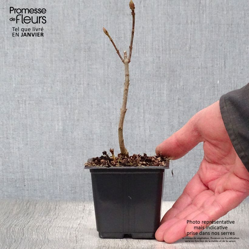 Syringa vulgaris Katherine Havemeyer - Common Lilac 8/9 cm pot sample as delivered in winter