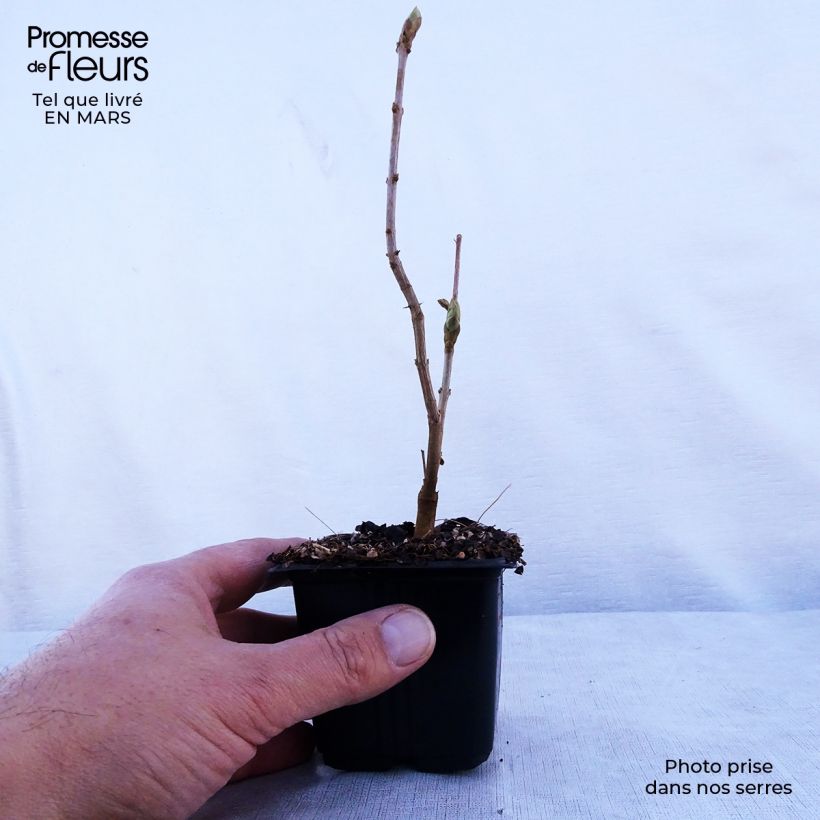 Syringa vulgaris Katherine Havemeyer - Common Lilac 8/9 cm pot sample as delivered in spring