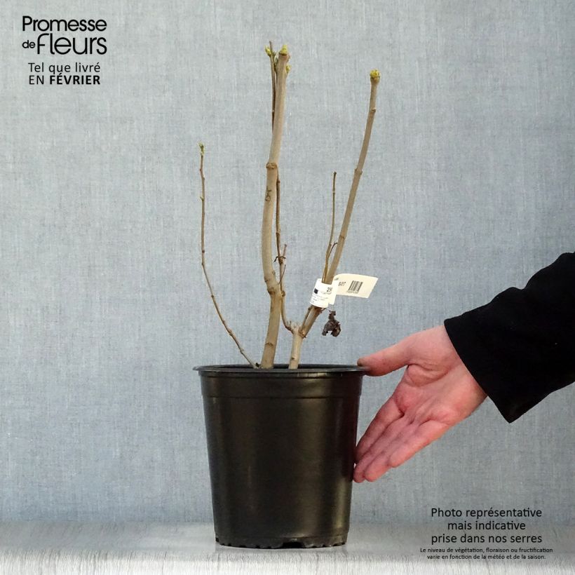 Syringa vulgaris Madame Lemoine - Common Lilac 3L/4L pot sample as delivered in winter