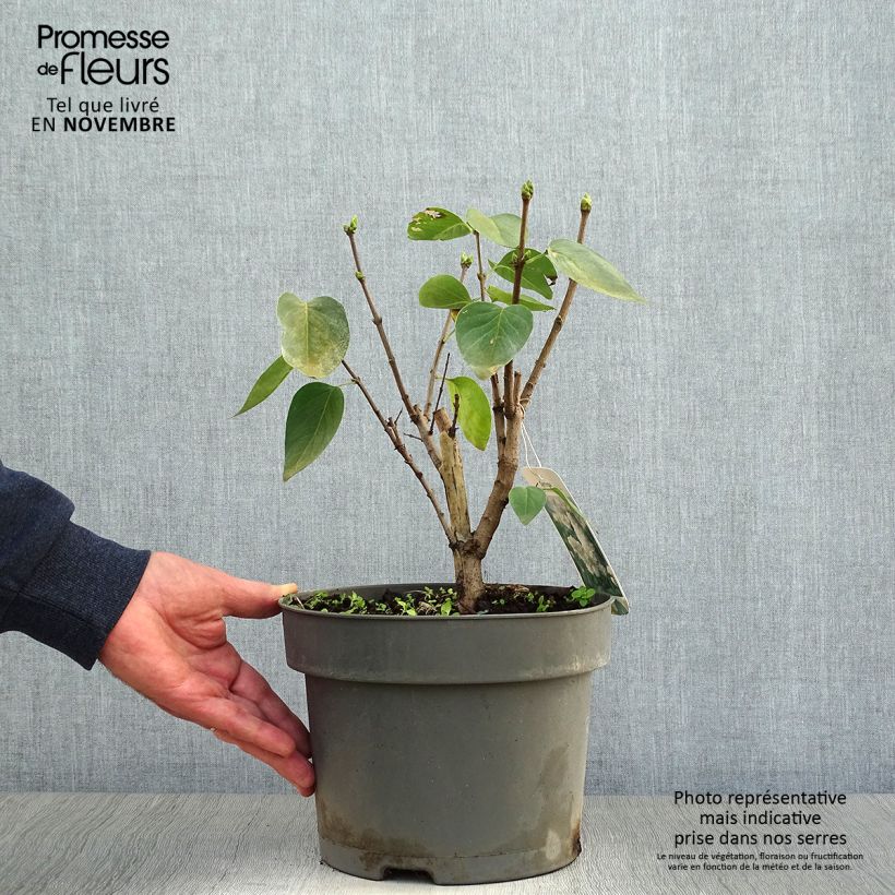 Syringa vulgaris Madame Lemoine - Common Lilac 3L/4L pot sample as delivered in autumn