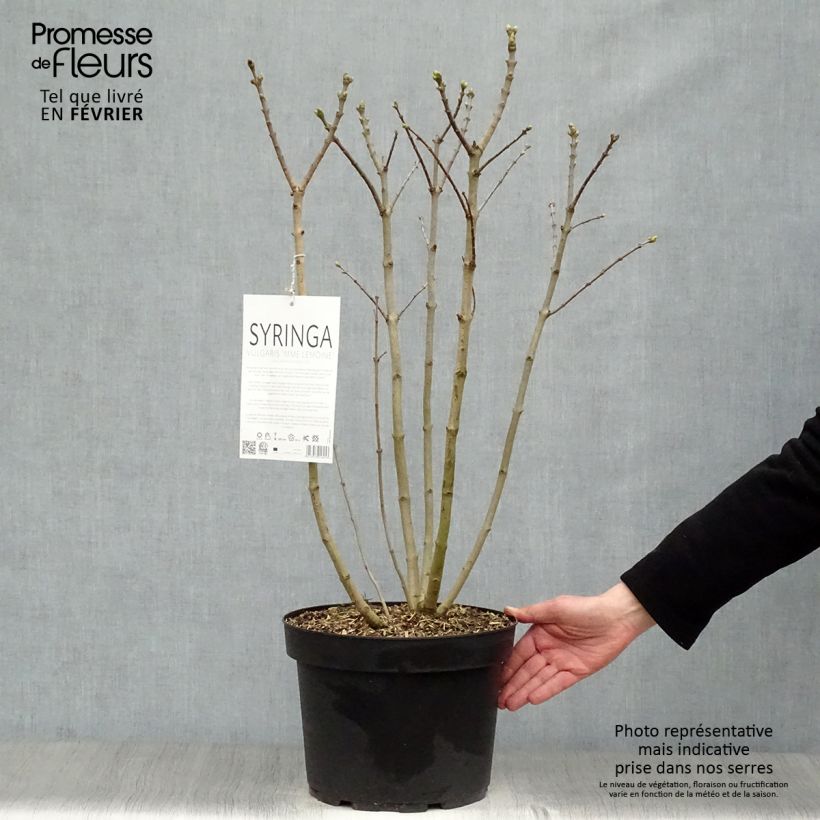 Syringa vulgaris Madame Lemoine - Common Lilac 7.5L/10L pot sample as delivered in winter