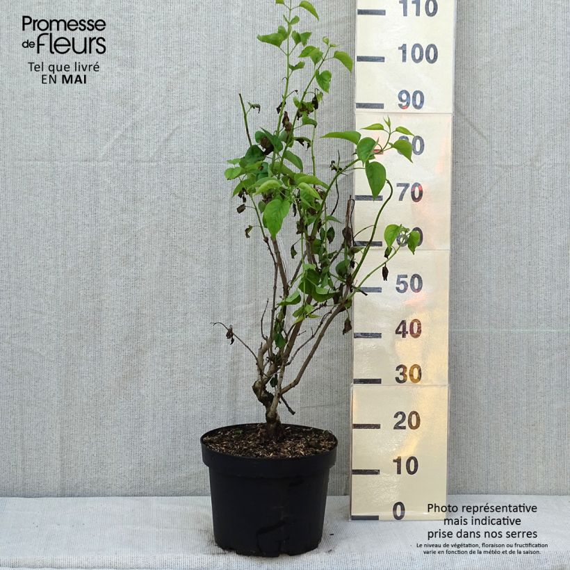 Syringa vulgaris Madame Lemoine - Common Lilac 7.5L/10L pot sample as delivered in spring