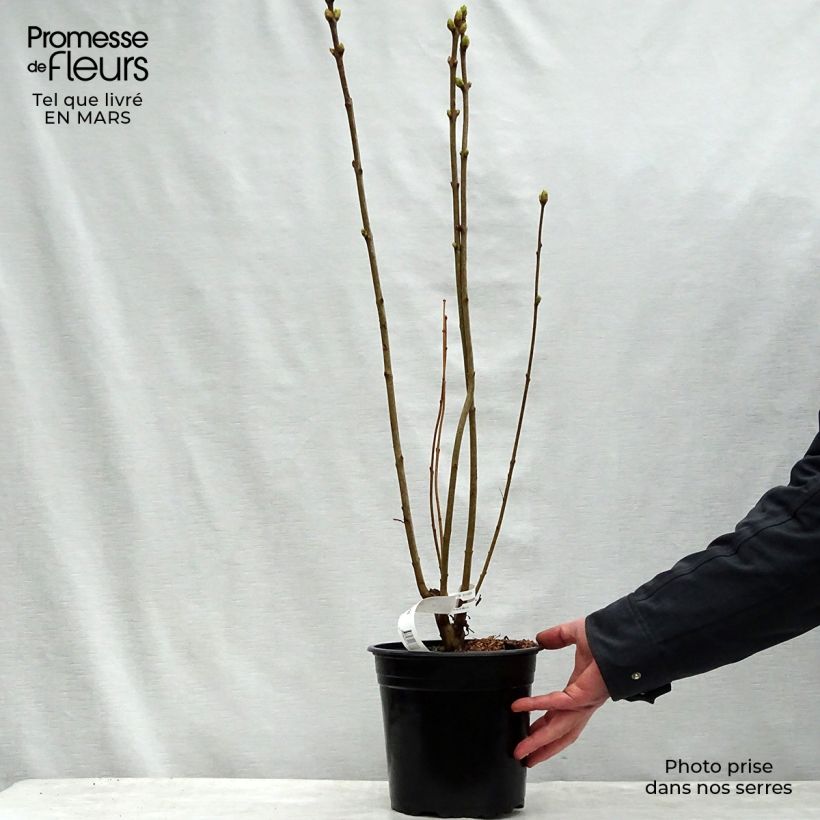 Syringa vulgaris Président Grevy - Common Lilac 4L/5L pot, Bush sample as delivered in spring