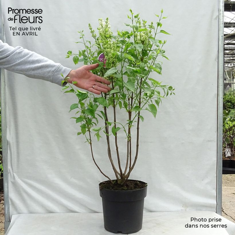 Syringa vulgaris Primrose - Common Lilac 4L/5L pot sample as delivered in spring