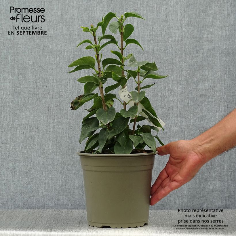 Syringa vulgaris Primrose - Common Lilac 4L/5L pot sample as delivered in autumn