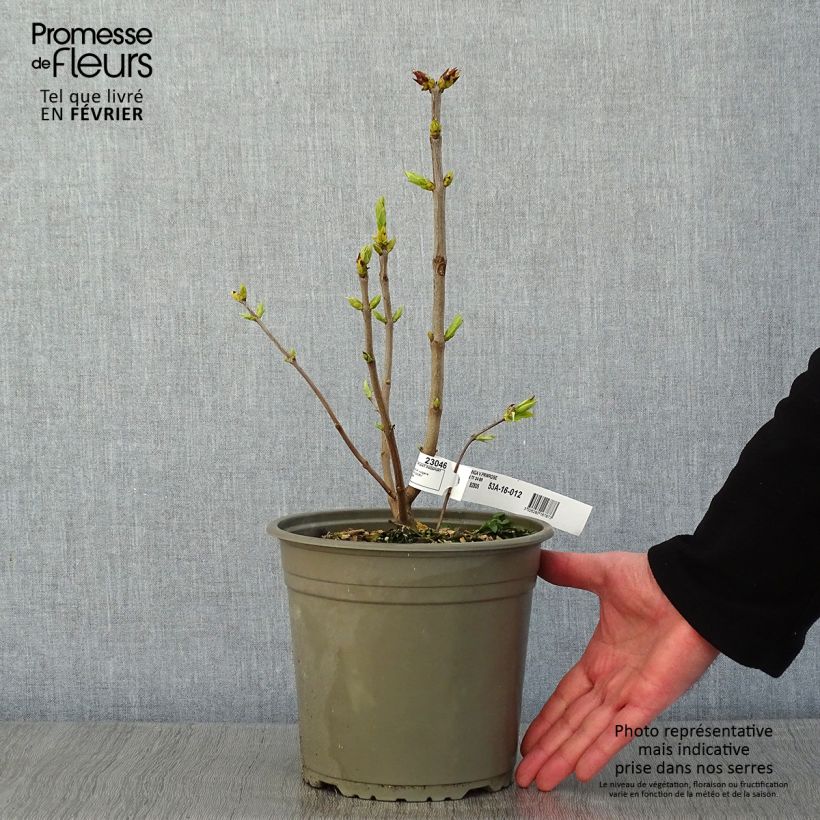 Syringa vulgaris Primrose - Common Lilac 4L/5L pot sample as delivered in winter