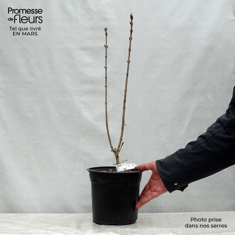 Syringa vulgaris Prince Wolkonsky - Common Lilac 3L/4L pot sample as delivered in spring