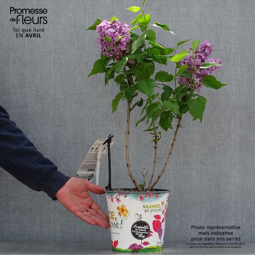 Syringa vulgaris Princesse Sturdza - Common Lilac 4L/5L pot sample as delivered in spring