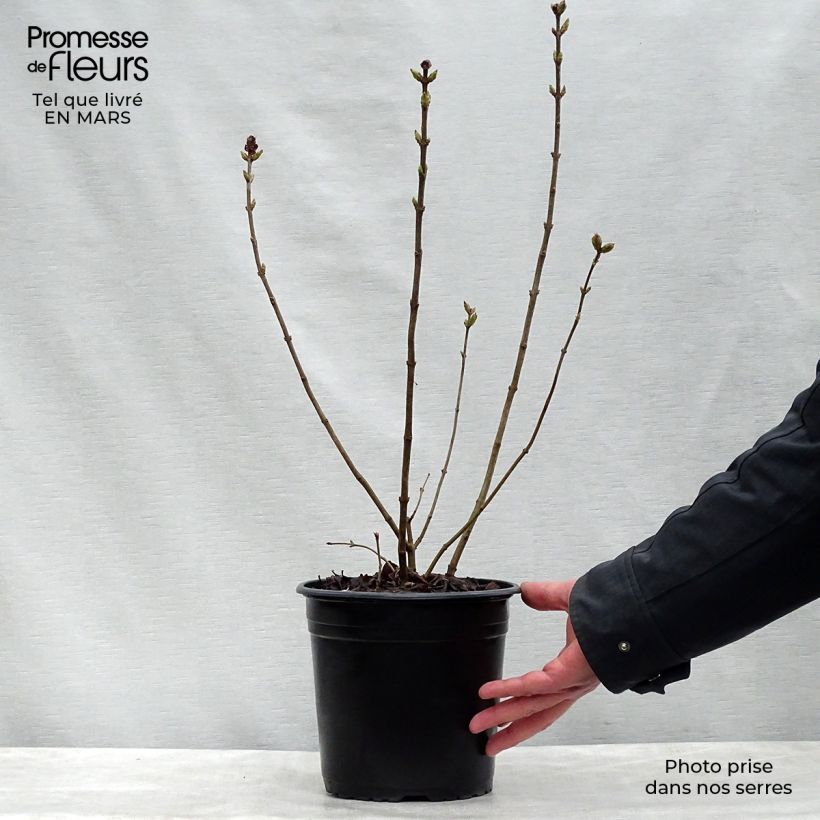 Syringa x hyacinthiflora Maidens Blush - Lilac 4L/5L pot, Bush sample as delivered in spring