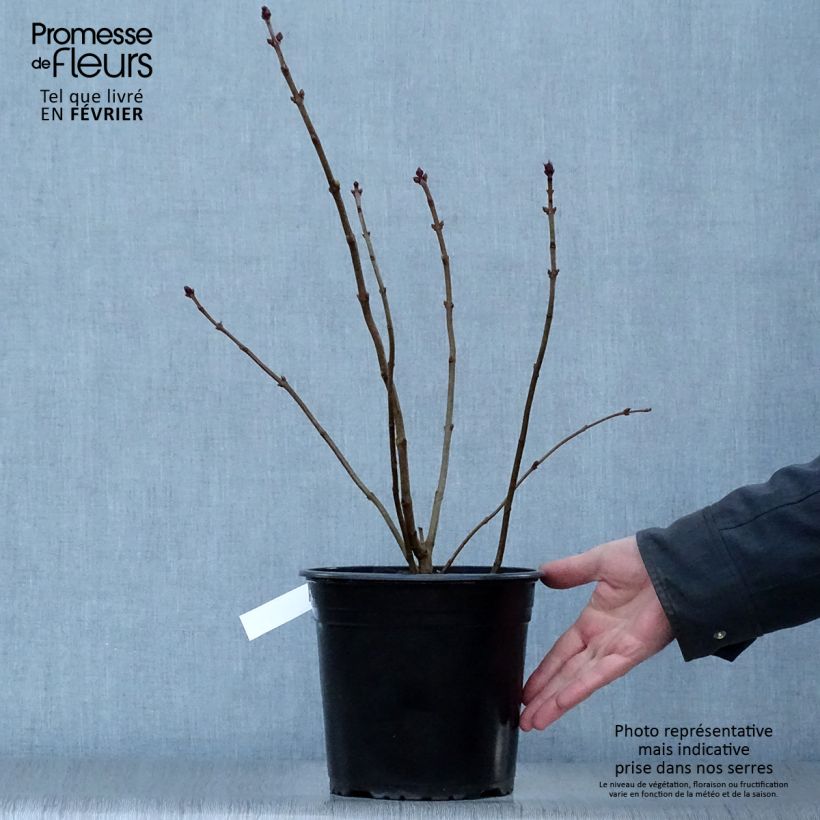 Syringa x hyacinthiflora Maidens Blush - Lilac 4L/5L pot sample as delivered in winter