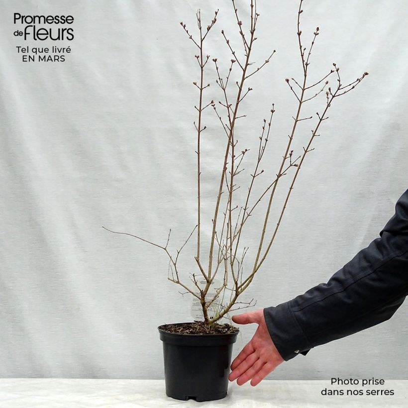Syringa microphylla 'Red Pixie' 3L/4L pot sample as delivered in spring