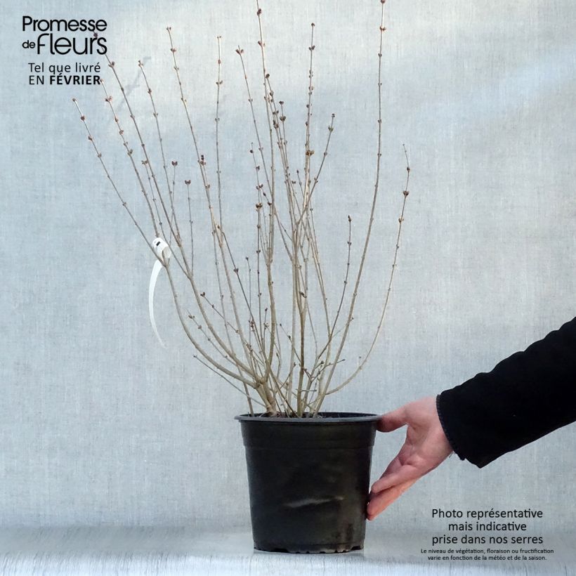 Syringa microphylla 'Red Pixie' 3L/4L pot sample as delivered in winter