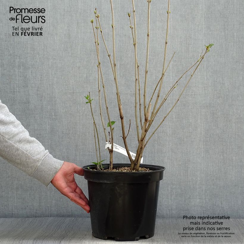 Syringa vulgaris Konchalovskii - Common Lilac 7.5L/10L pot sample as delivered in autumn