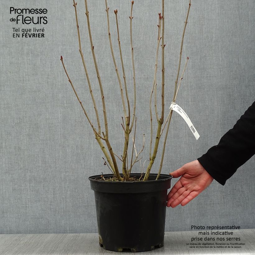 Syringa vulgaris Konchalovskii - Common Lilac 7.5L/10L pot sample as delivered in winter