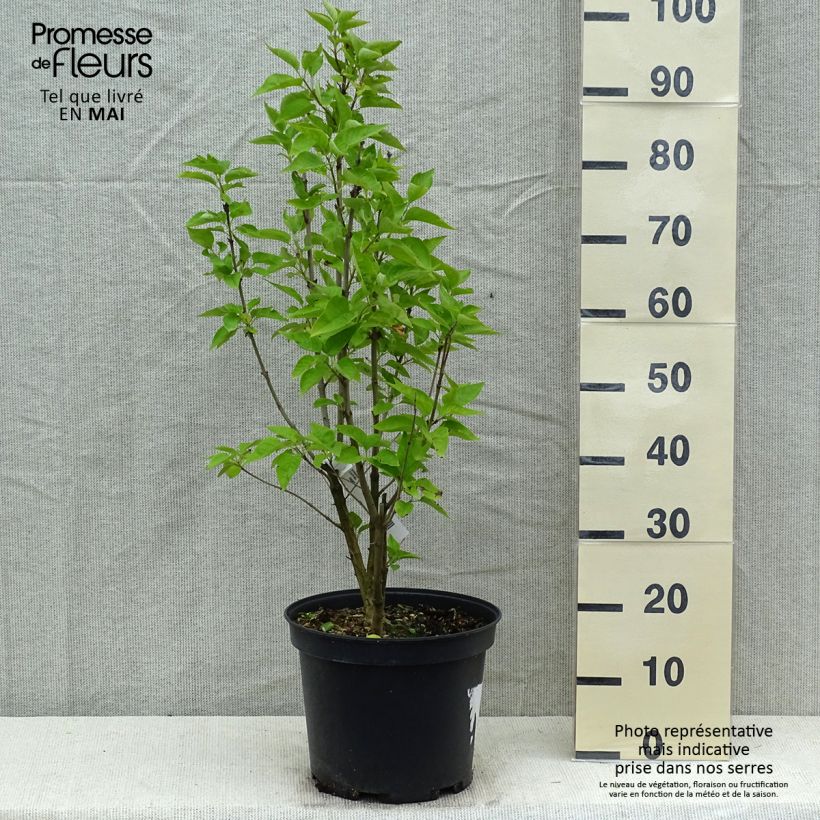 Syringa vulgaris Konchalovskii - Common Lilac 7.5L/10L pot sample as delivered in spring