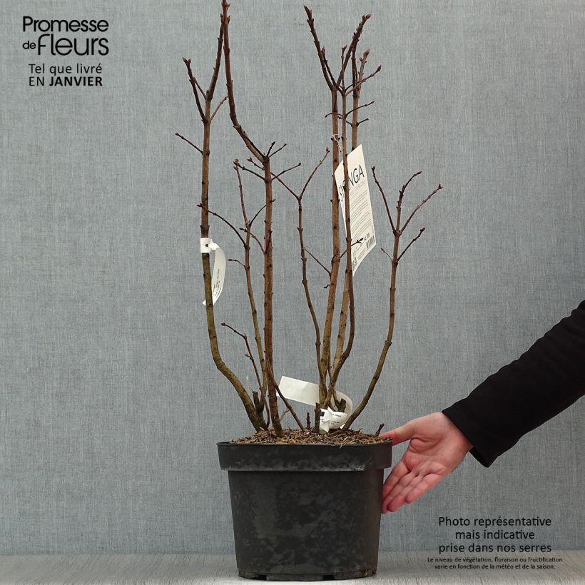 Syringa vulgaris Paul Thirion - Common Lilac 7.5L/10L pot sample as delivered in winter