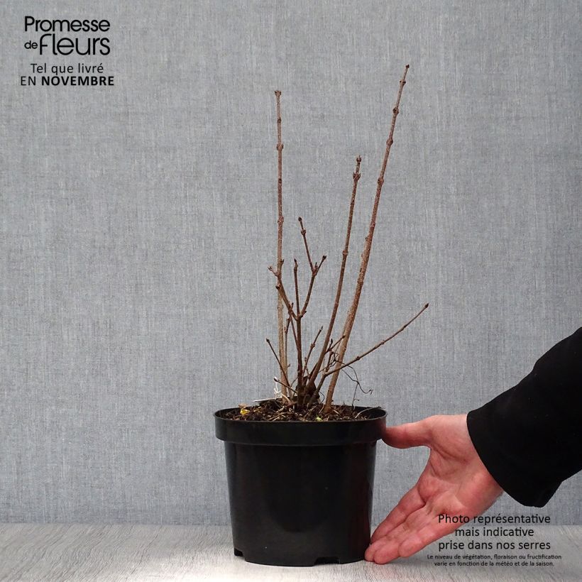 Syringa patula Miss Kim - Lilac 2L/3L pot sample as delivered in autumn