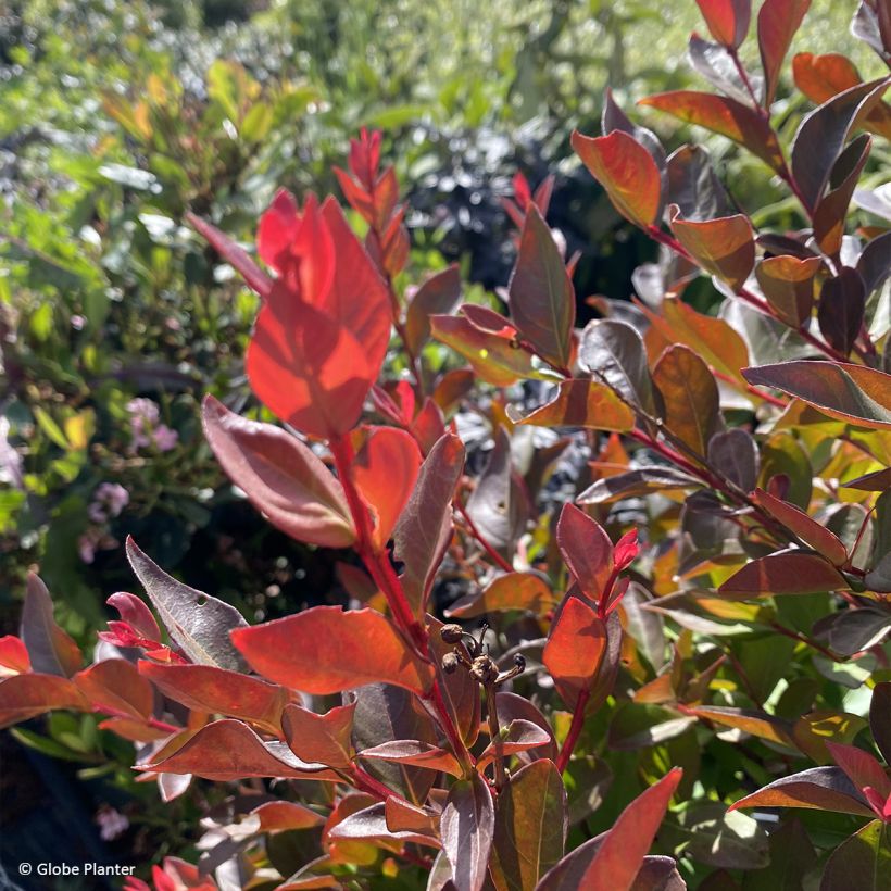 Lagerstroemia indica Gourmet Red Red Wine - Crape myrtle (Foliage)