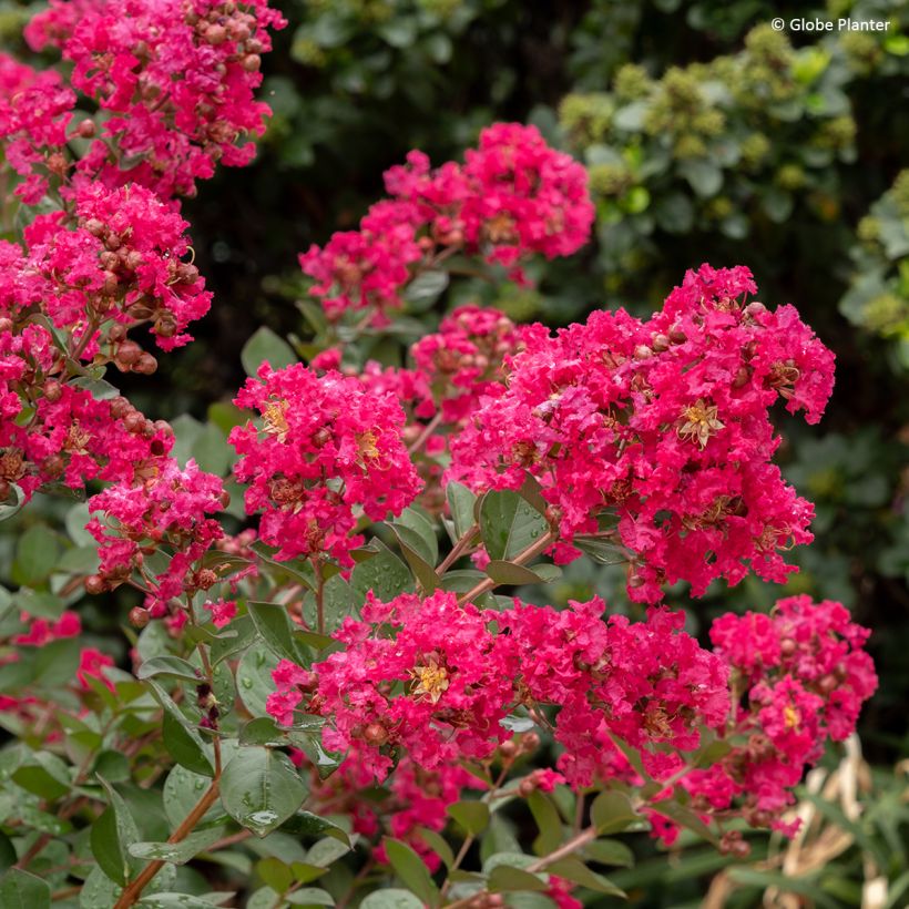 Lagerstroemia indica Gourmet Red Red Wine - Crape myrtle (Flowering)