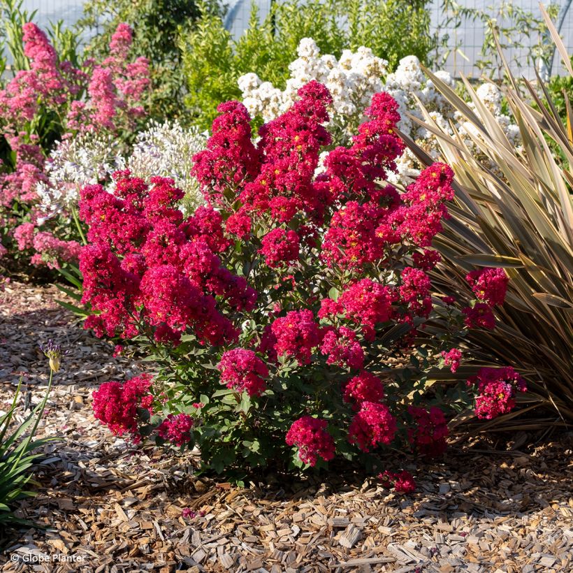 Lagerstroemia indica Gourmet Red Red Wine - Crape myrtle (Plant habit)
