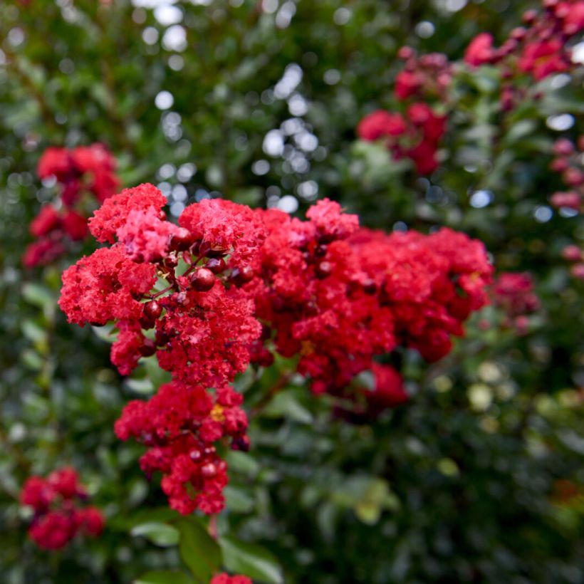 Lagerstroemia indica Ruffled Red Magic® - Crape myrtle (Flowering)