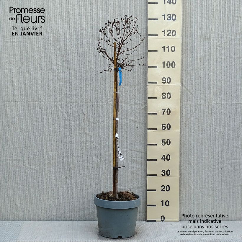 Example of Lagerstroemia indica Berry Dazzle - Crape Myrtle 7.5L/10L pot as you get in hiver