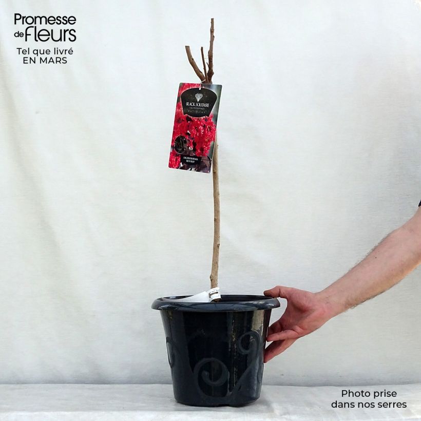 Lagerstroemia indica Black Solitaire Best Red - Crape Myrtle 7.5L/10L pot sample as delivered in spring