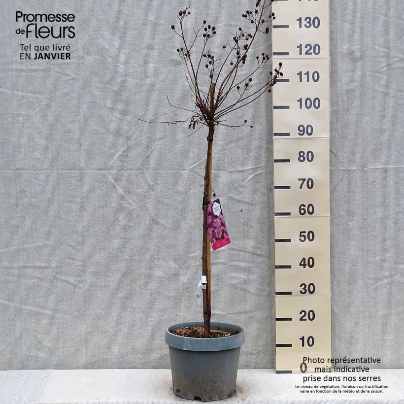 Lagerstroemia indica Eveline - Crape Myrtle 7.5L/10L pot sample as delivered in winter