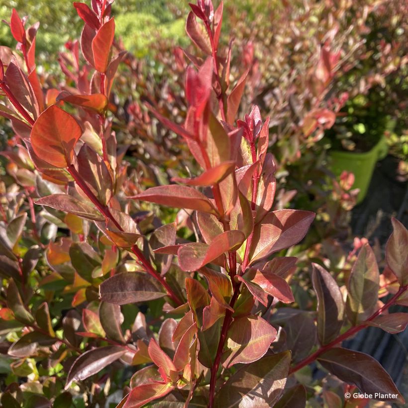 Lagerstroemia indica Gourmet Choco Pink - Crape Myrtle (Foliage)