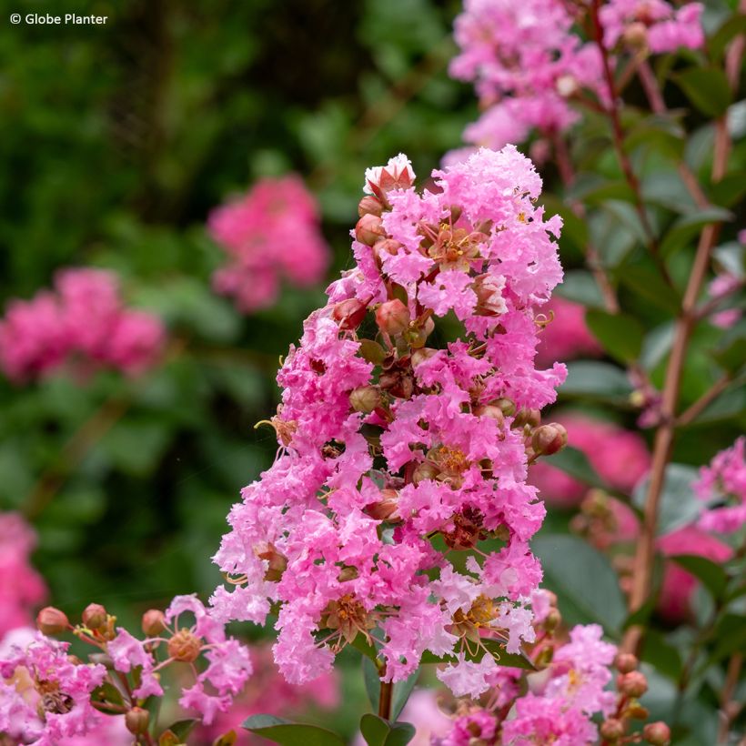Lagerstroemia indica Gourmet Choco Pink - Crape Myrtle (Flowering)