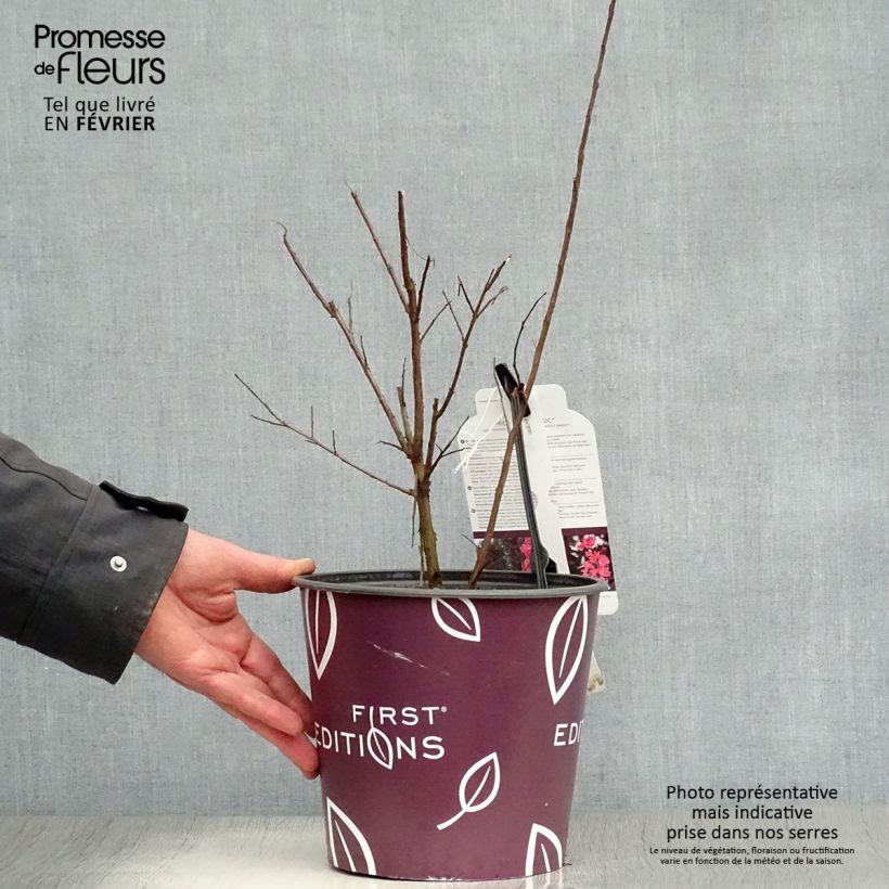 Lagerstroemia indica Midnight Magic - Crape Myrtle 3L/4L pot sample as delivered in winter