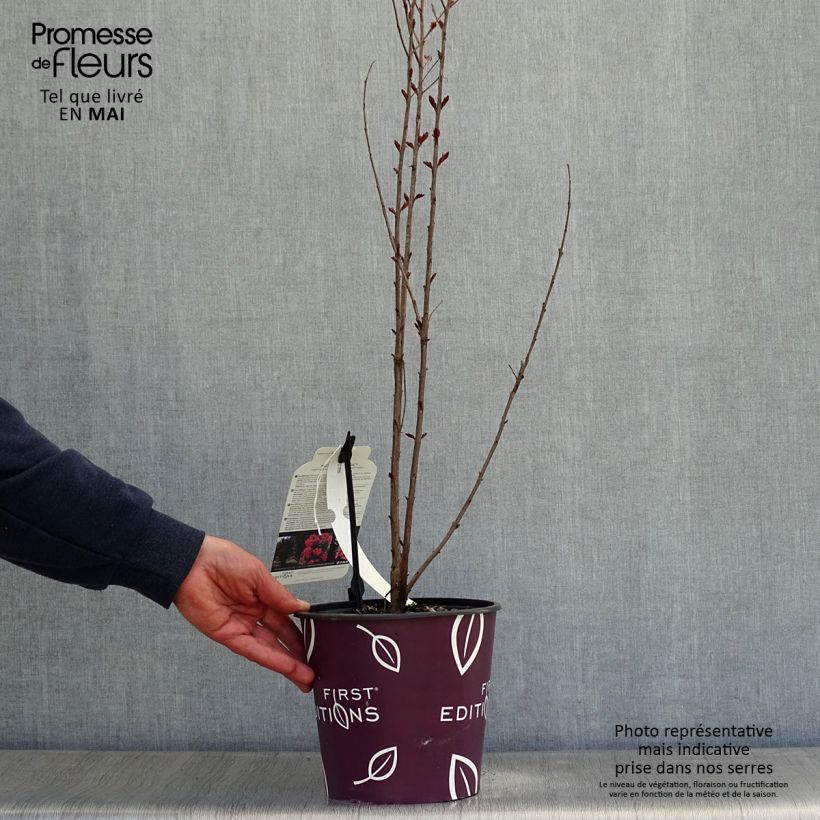 Lagerstroemia indica Midnight Magic - Crape Myrtle 3L/4L pot sample as delivered in spring