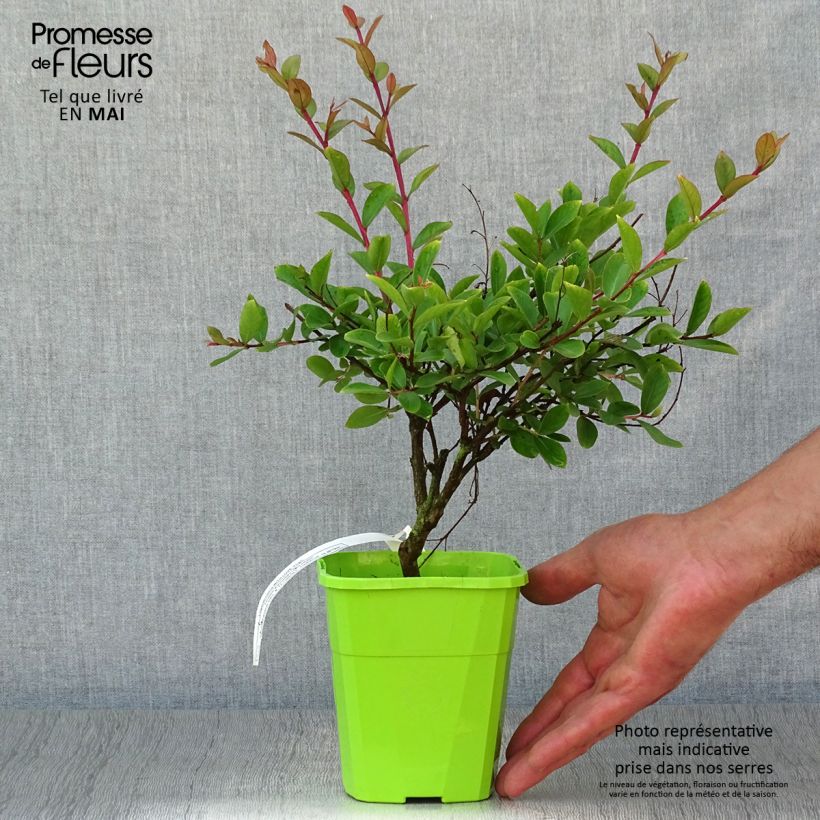 Lagerstroemia indica With Love Virgin - Crape Myrtle 3L/4L pot sample as delivered in spring
