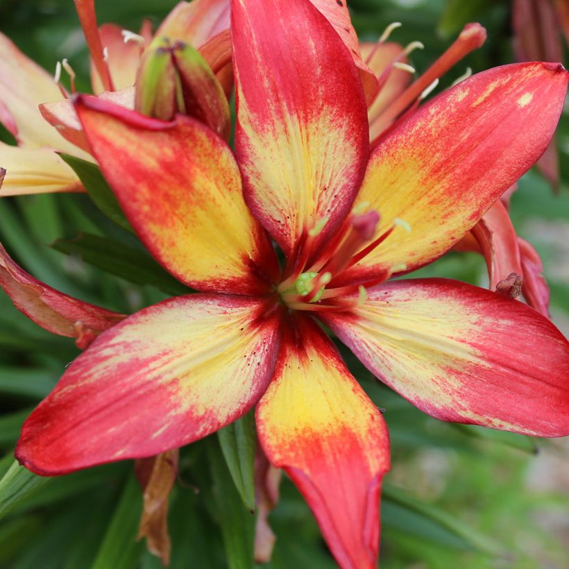 Lilium Forever Linda - Asiatic Lily (Flowering)
